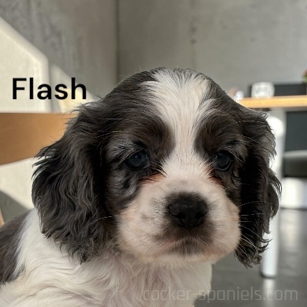puppy, for, sale, Cocker Spaniel, Joe & Cherri  Overlease, dog, breeder, Miller, MO, dog-breeder, puppy-for-sale, forsale, nearby, find, puppyfind, locator, puppylocator, aca